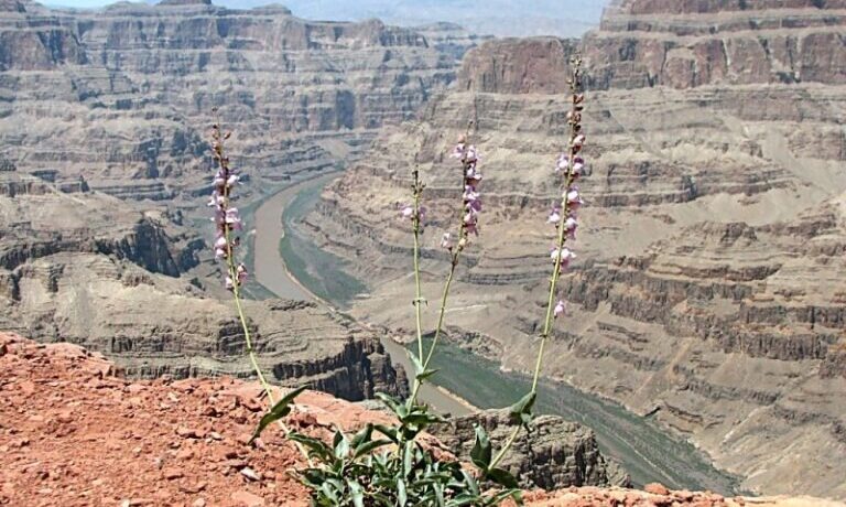 Negatívny výsledok hospodárenia: Daňová strata – Vykazovanie a prenášanie do nasledujúcich období