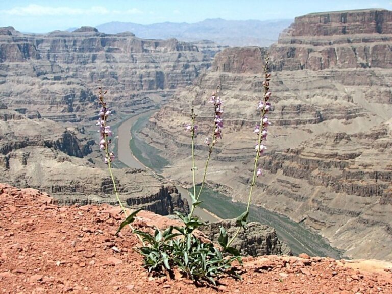 Negatívny výsledok hospodárenia: Daňová strata – Vykazovanie a prenášanie do nasledujúcich období