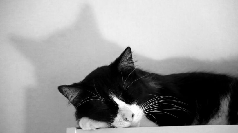 Obnova kredibility: Obnovenie kreditného skóre po ukončení osobného bankrotu