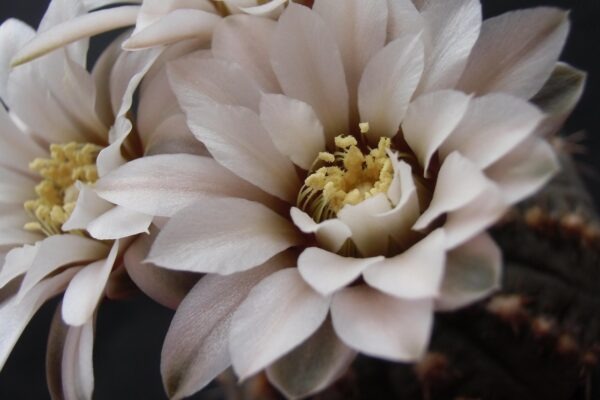 Founder-led PR: Využitie osobnej značky zakladateľa ako hlavného rastového motora