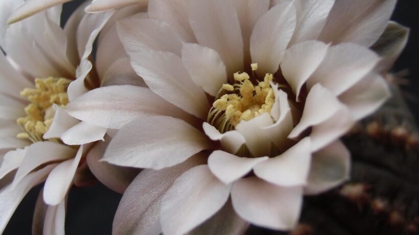 Founder-led PR: Využitie osobnej značky zakladateľa ako hlavného rastového motora