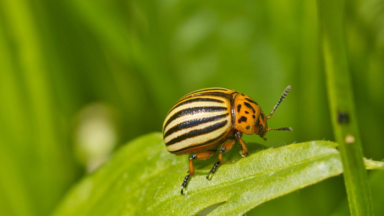 Referral Program: Pravidlá, odmeny a sledovanie návratnosti