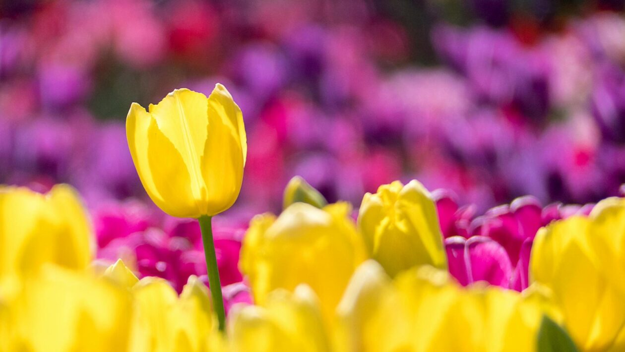 UX a UI dizajn pre online obchody: Optimalizácia pre konverzie