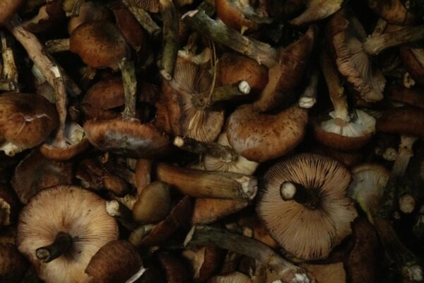 Etika a spoločenská zodpovednosť manažéra: Rozhodovanie a hodnoty